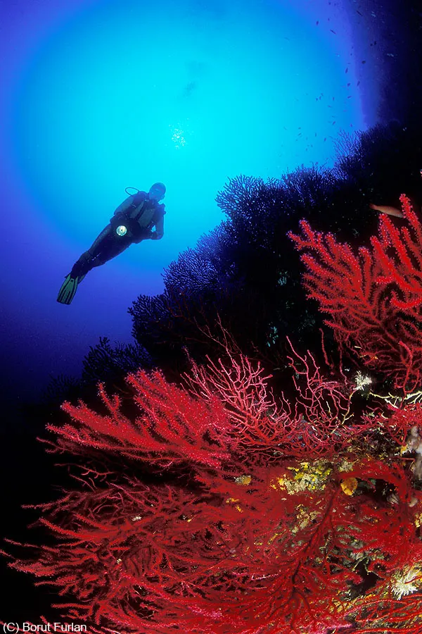 Diver in blue water above red gorgonian sea fans on a reef
