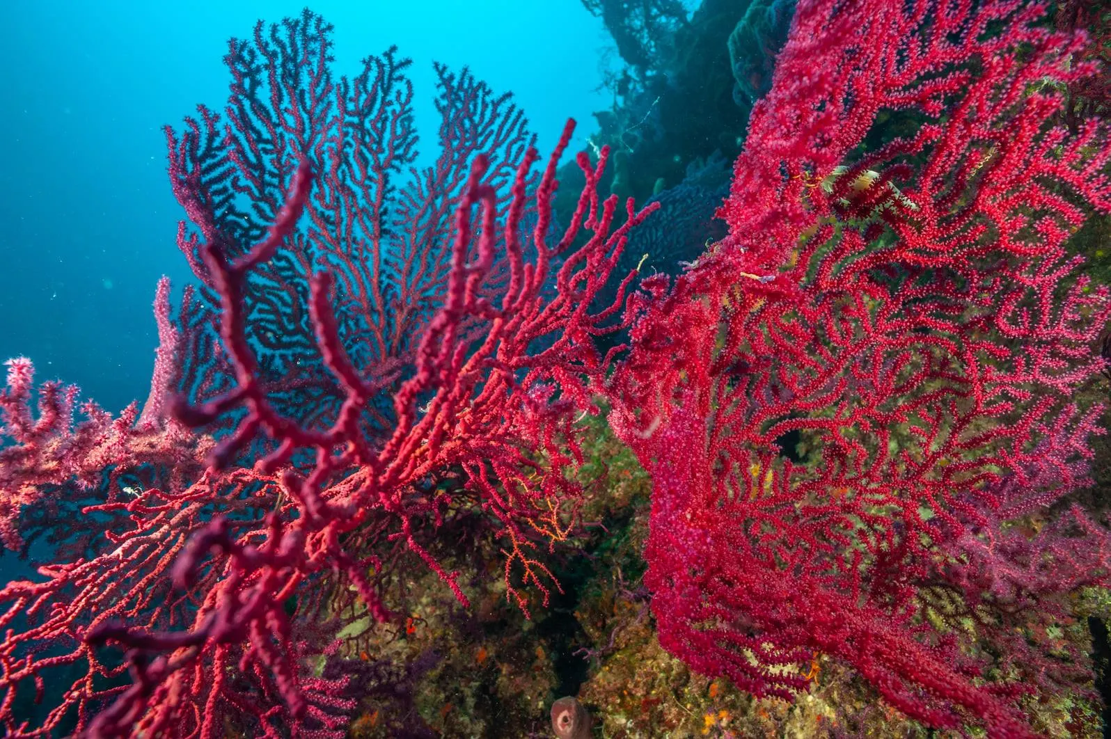 Gorgonije dive site off Pag