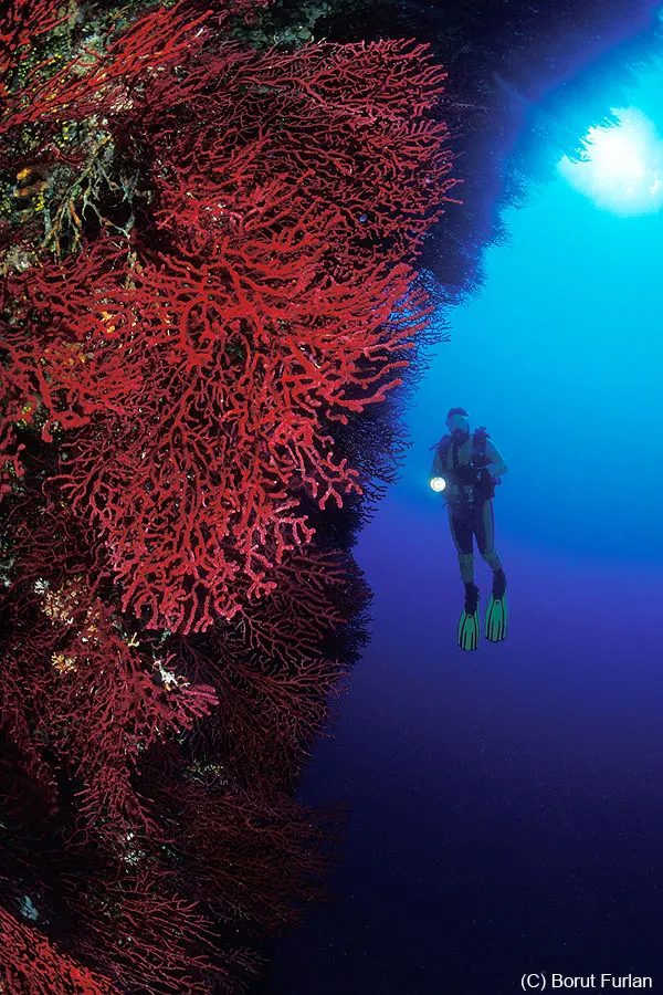Gorgonije dive site, Pag