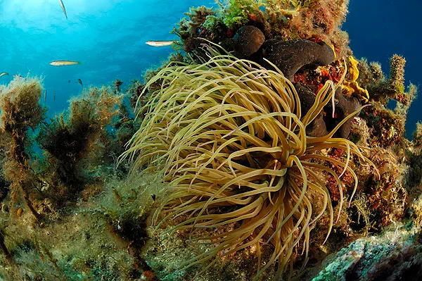 Plančić west dive site, Pag