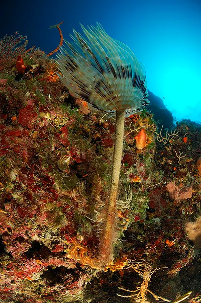 Fan worm with its feathery crown open on a colourful reef