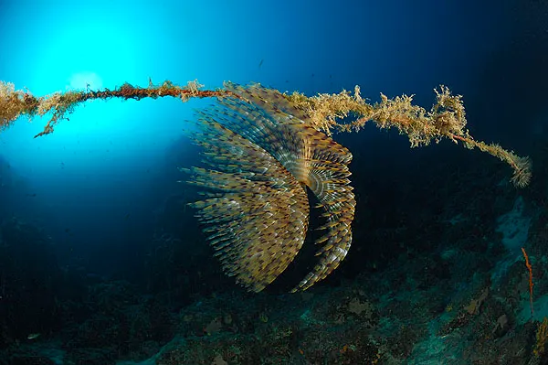 Fan worm with an open crown growing on a rope in blue water