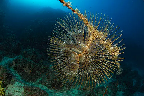 Fan worm with a spiral crown facing the camera on a reef