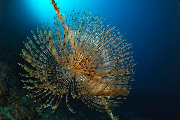 Fan worm with a spiral crown in sunlit blue water
