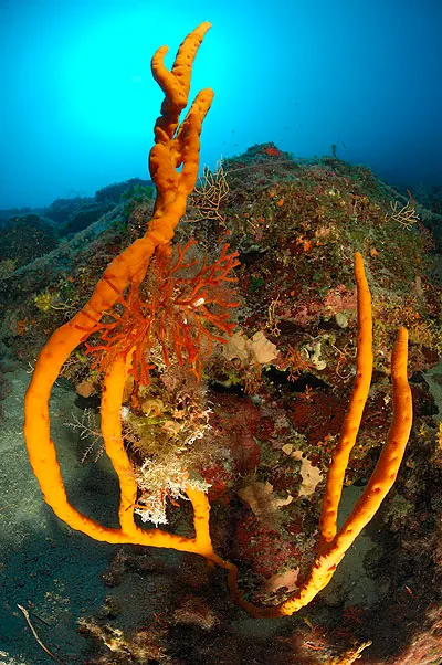 Orange tube sponges and a small red sea fan on a reef