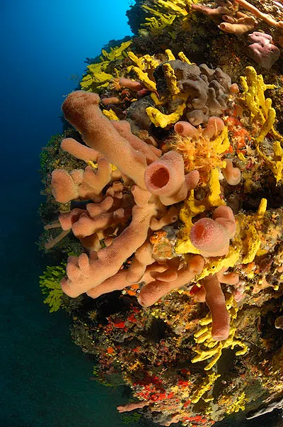 Pink and yellow sponges covering a reef pinnacle