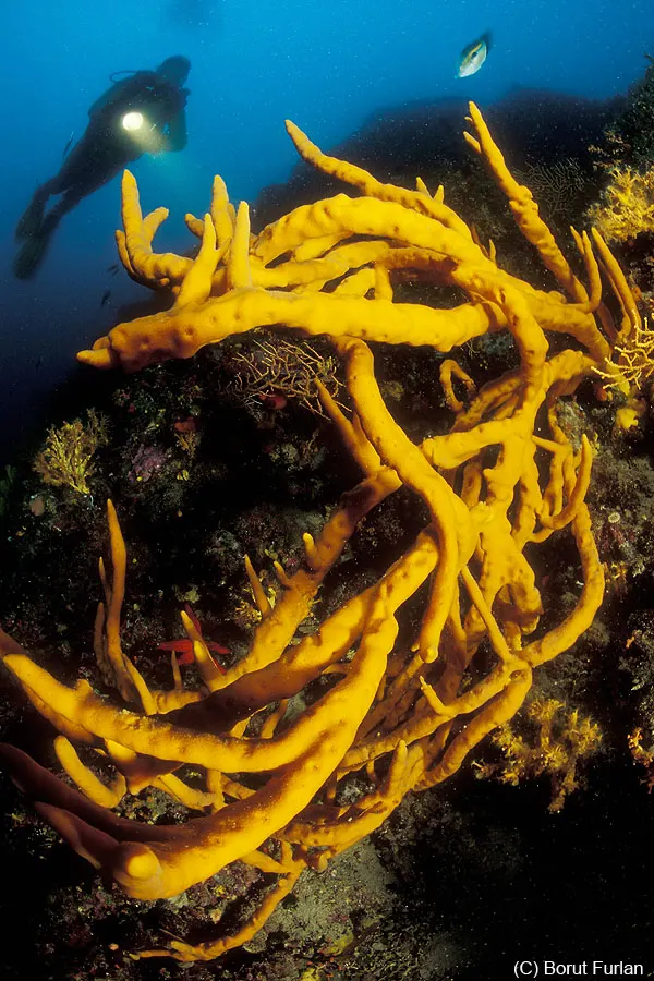 Yellow tube sponges on a reef with a diver in the background