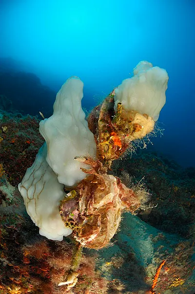 Large white sponges growing on a reef in blue water
