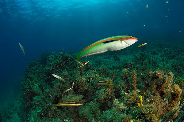 Kolanski porat dive site, Pag