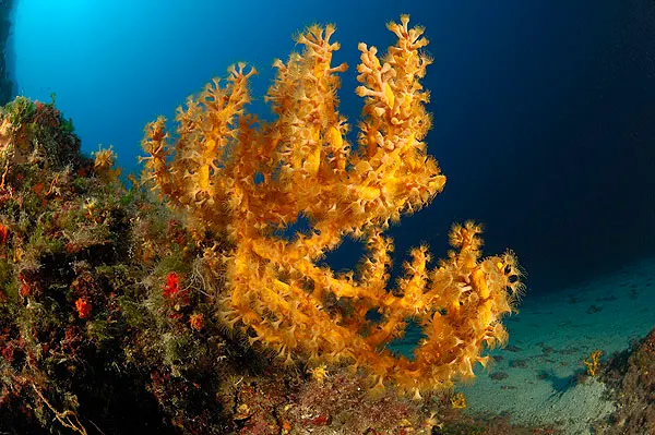 Yellow gorgonian sea fan with polyps out on a reef edge