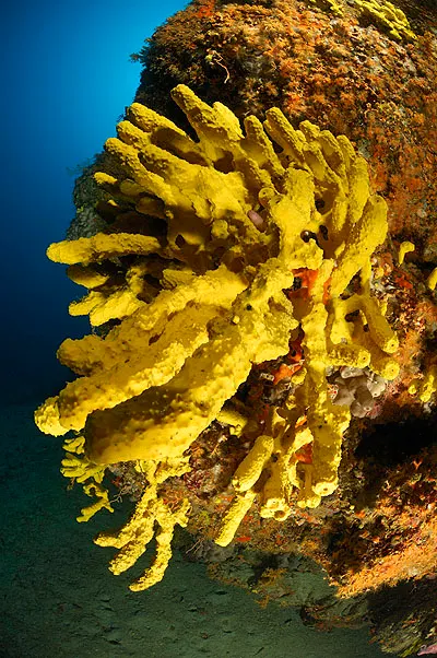 Bright yellow branching sponge on a rock in blue water