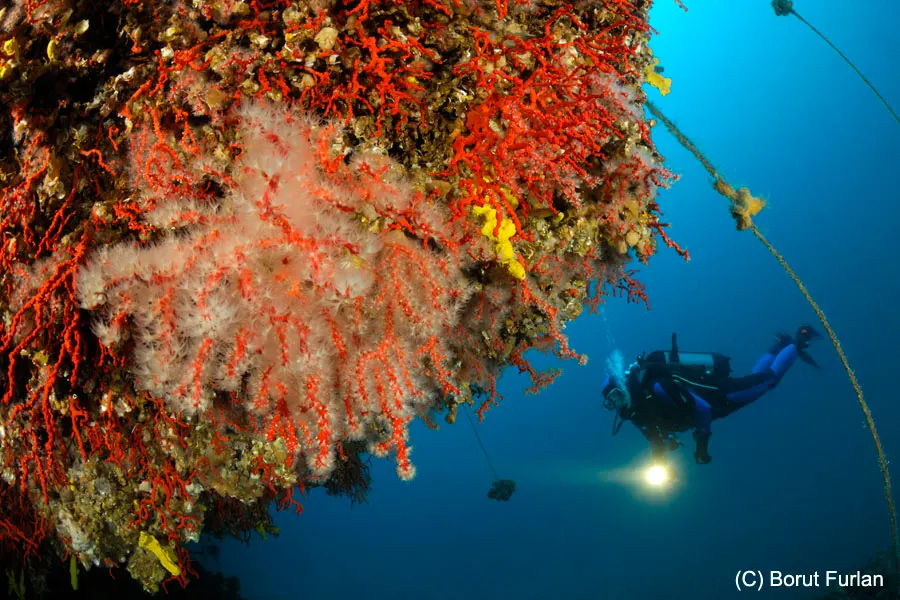 Plančić east dive site, Pag