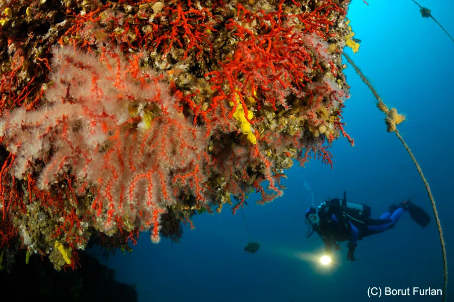 Red sea fans on an overhanging wall with a diver holding a torch