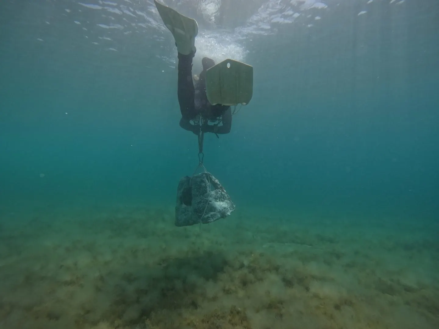 A diver lowers a reef block to the seabed