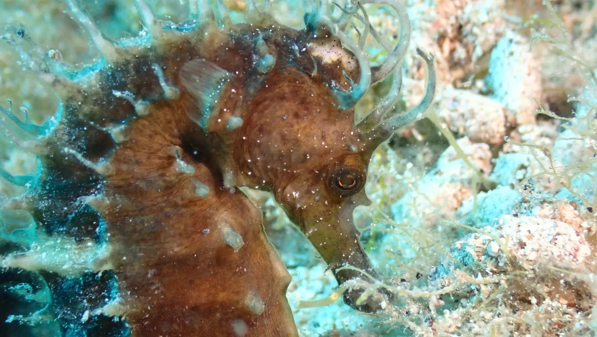 Close-up of a seahorse in the shallows off Pag