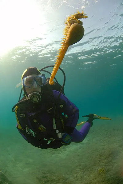 Diver near the surface beside a yellow seahorse