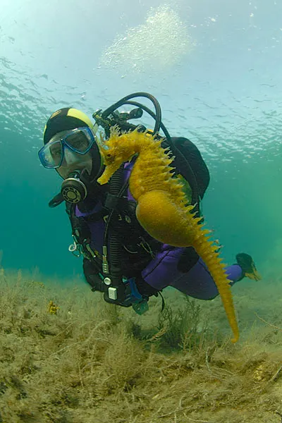 Diver with a large yellow seahorse over a seagrass bottom