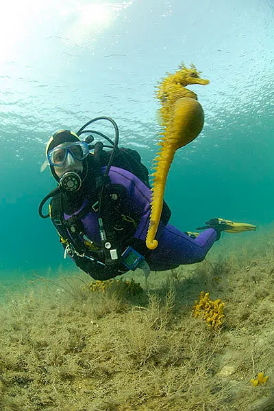 Yellow seahorse and a diver near the surface above a sandy seabed