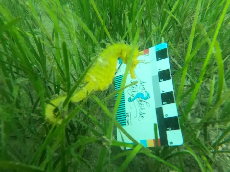 A seahorse measured against the Seahorse Story scale