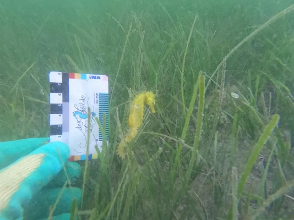A seahorse in the seagrass off Pag