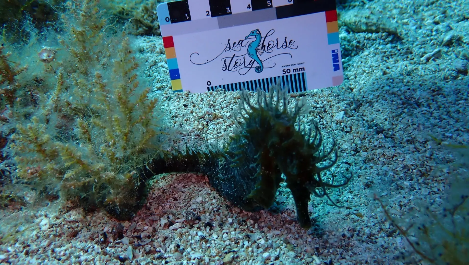 Seahorse Story project off the island of Pag