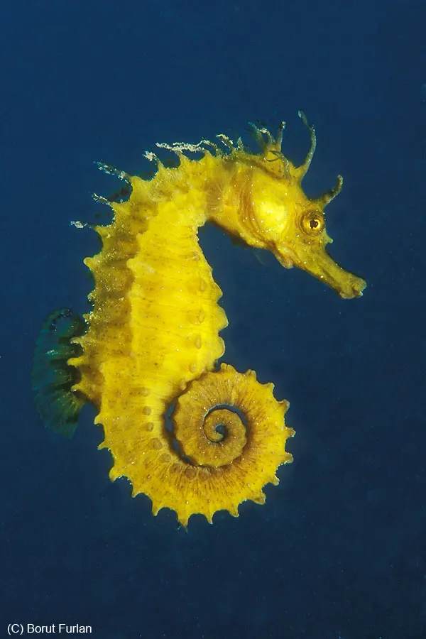 Close-up of a yellow long-snouted seahorse with a curled tail