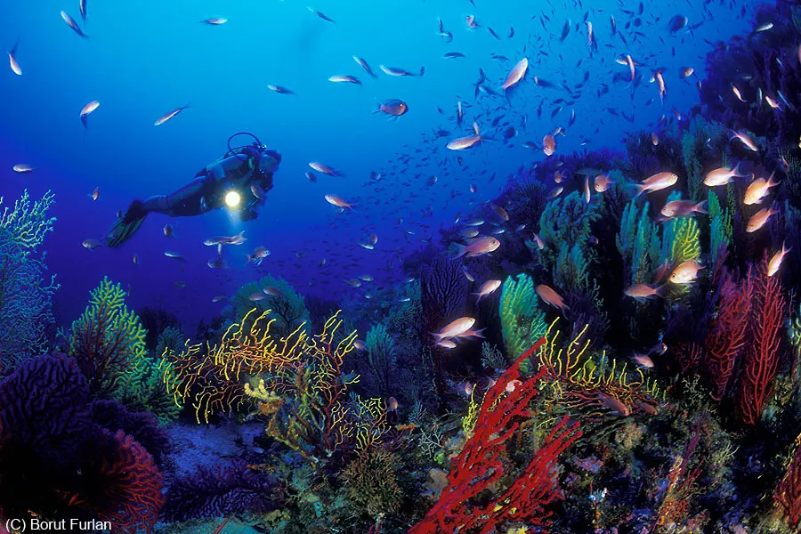 Triget dive site, Pag