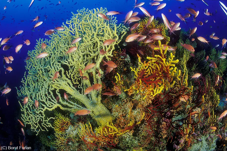Ušatište dive site, Pag